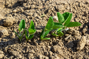 A tender sprout of a soybean agricultural plant in a field grows in a row with other sprouts. Selective focus.
