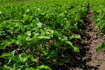 Potato field with green shoots of potatoes