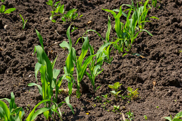 Young corn plants growing on the field on a sunny day. Selective focus