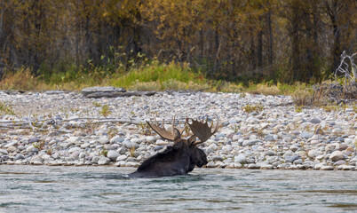 Bull Moose Crossing the Snake River in Grand Teton National Park Wyoming in Autumn