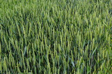 Macro close up of fresh young ears of young green wheat in spring summer field. Free space for text. Agriculture scene
