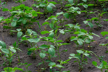 Young green soybean leaves in the field
