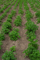 Fototapeta na wymiar Potato field with green shoots of potatoes