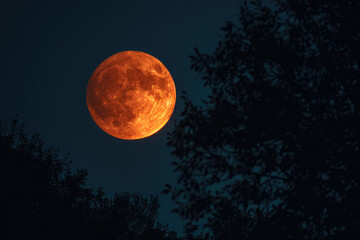 Spectacular Sight: Large And Orange Harvest Moon Illuminates The Autumn Night Sky