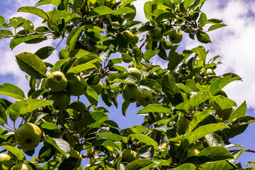 Harvesting. Closeup of ripe sweet apples on tree branches in green foliage of summer orchard