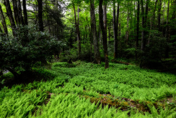 Green patch of fern out in the woods