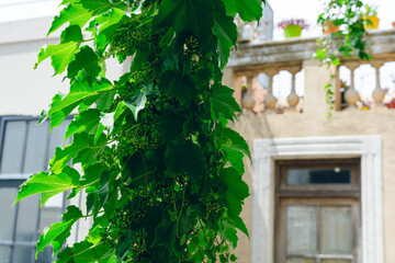 Obraz premium Closeup of creeper plant falling from roof of house with view of balcony in background