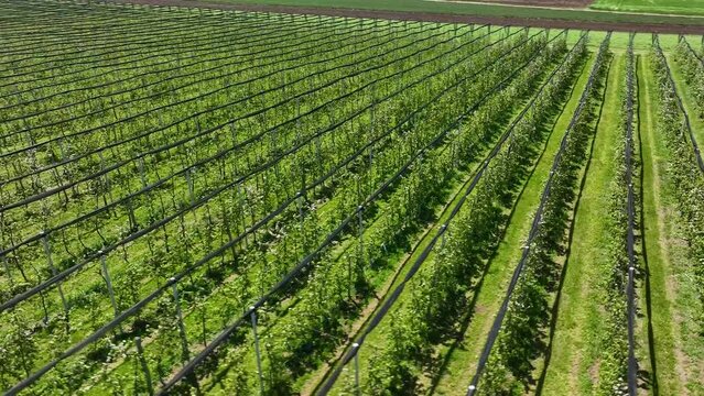 Apple Orchard Planted using Modern Gardening Techniques. Aerial View. Green garden plantation with protection structure. Top view on the long rows of apple trees at the orchard, 4k
