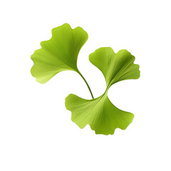 Ginkgo biloba leaves green isolated on transparent background