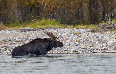 Bull Moose Crossing the Snake River in Grand Teton National Park Wyoming in Autumn