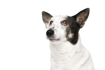 Mongrel black and white dog looking up, isolate.