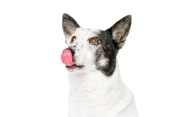 A dog licking its nose, close-up.