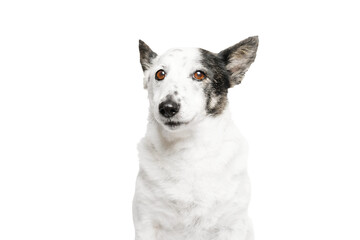 The dog is looking forward, no background