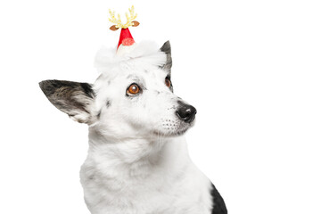 The dog in the Christmas hat looks away