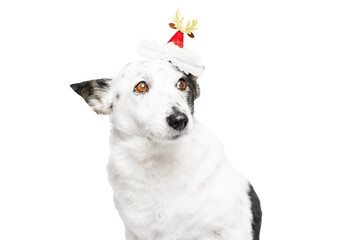 Obraz premium The dog in the Christmas hat looks away