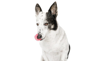 A dog licking its nose, close-up.