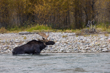 Bull Moose Crossing the Snake River in Grand Teton National Park Wyoming in Autumn