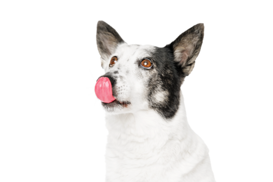 A dog licking its nose, close-up.