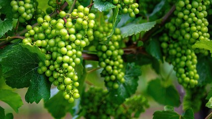 Close-up view of a vine of green grapes, with foliage