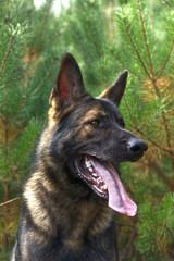 Portrait of a young German Shepherd