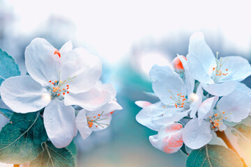 Blurred. Spring landscape. Blossoming branch apple. nature