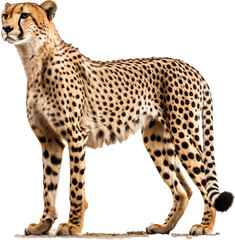 The Majestic Cheetah
