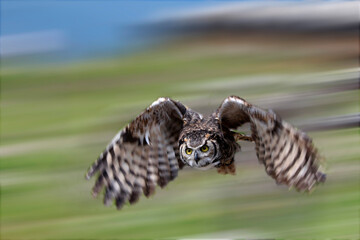 Virginiauhu (Bubo virginianus) im Flug