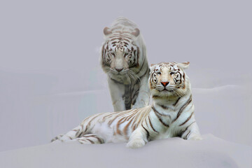 Königstiger (Panthera tigris tigris) weiß, Paar im Schnee