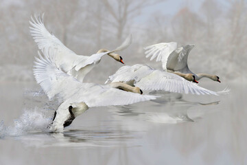 Höckerschwäne (Cygnus olor) Gruppe startet vom Wasser bei Nebel