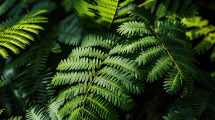 Fototapeta na wymiar Tropical Sensitivity: Sensitive Plant Leaves in Lush Greenery