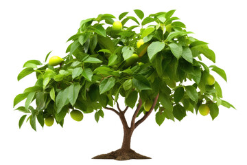 Avocado Tree on Transparent Background, PNG, Generative Ai