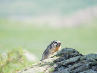 Naklejka na ściany i meble A small squirrel is seen peeking over the edge of a rock or ground, with its face partially obscured by an unidentifiable blurred object. The background is filled with a soft focus of greenery indicat