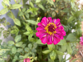 Obraz premium Beautiful flowers in the garden