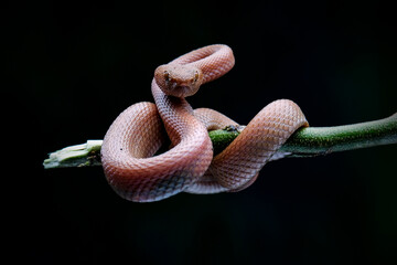 close up of a snake