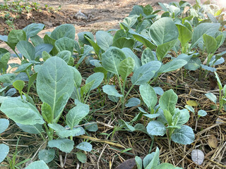Plants and vegetables grown in the home garden