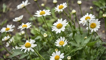 Obraz premium white wild daisies bloom in the garden on a summer day