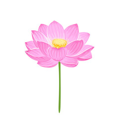 Pink lotus flower isolated on white background. Vector cartoon flat illustration.