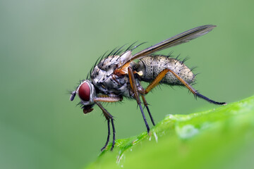 Raupenfliege - Parasite flies