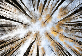 Looking up to the sky in birch forest.AI gnerated