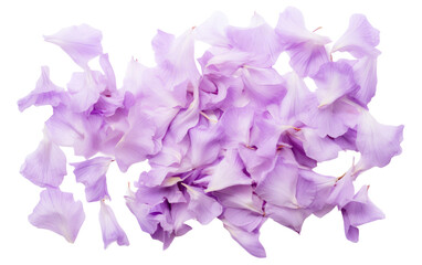 Genuine Image Featuring Lavender Canterbury Bell Petals on a Crisp White Backdrop Isolated on Transparent Background PNG.