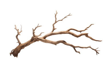 Dry tree branch isolated on transparent background. PNG file, cut out