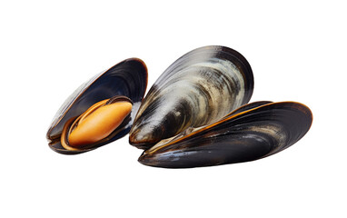 Exploring the Natural Beauty of a Mussel in a Realistic Photo Isolated on Transparent Background.