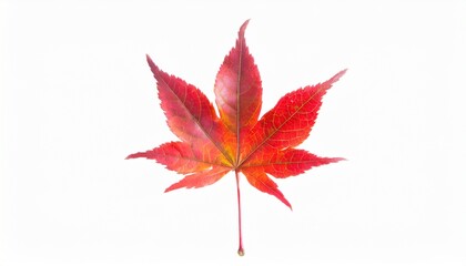 red maple leaf isolated on white background