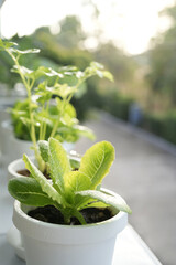 Growing Vegetables in white pots on the balcony