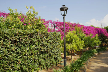 Sicilian garden with blooming fuchsia bougainvillea