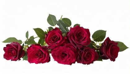 bouquet of blooming dark red roses isolated on white background