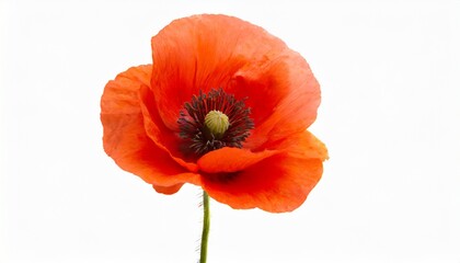 beautiful red poppy flower isolated - Powered by Adobe