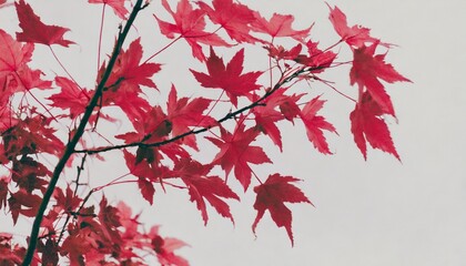 red maple leaves on the branches