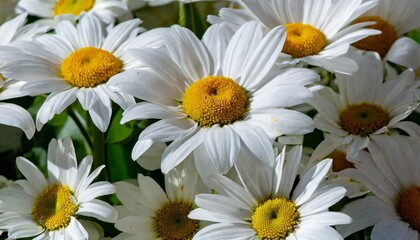 Fototapeta premium pattern of large daisies of different sizes