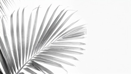 palm fan leaf palm leaf white color background high key
